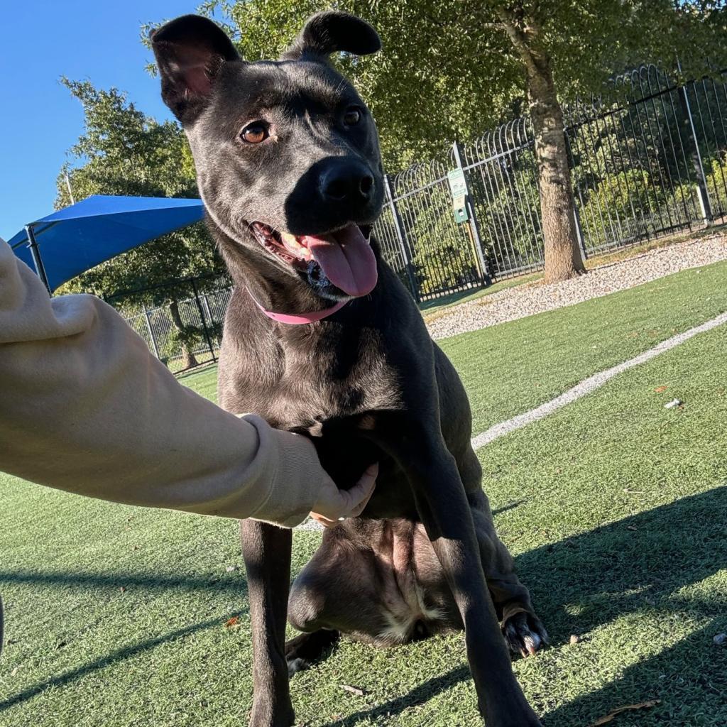 Qahwa — thumbnail 6