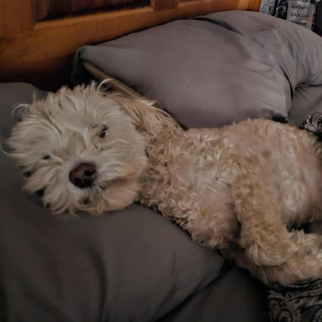 Enlarge Elvis, a Adoptable mixed breed in Newton, IA image 1/1