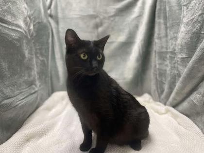 Latoya, Adoptable, Adult Female Domestic Short Hair & Domestic Short Hair.
