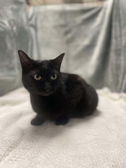 Enlarge Latoya, a Adoptable Domestic Short Hair in Clayton, GA image 2/2