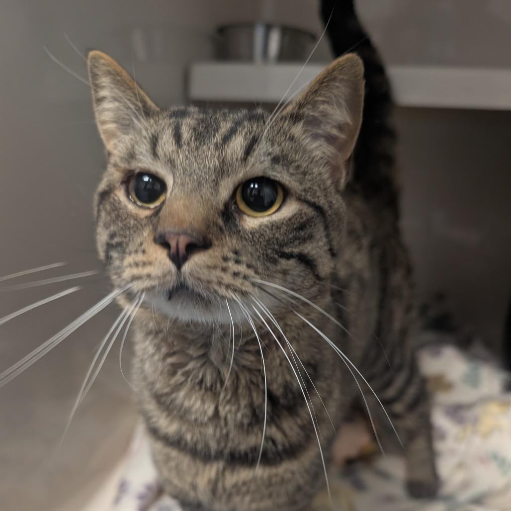 Fish Cakes, Adoptable, Young Male Domestic Short Hair.