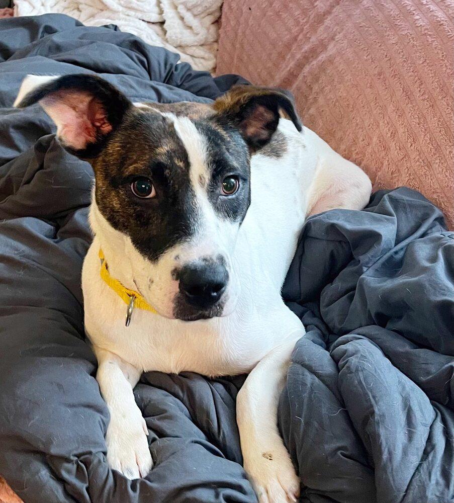 Daisie Duke, Adoptable, Young Female Mixed Breed.