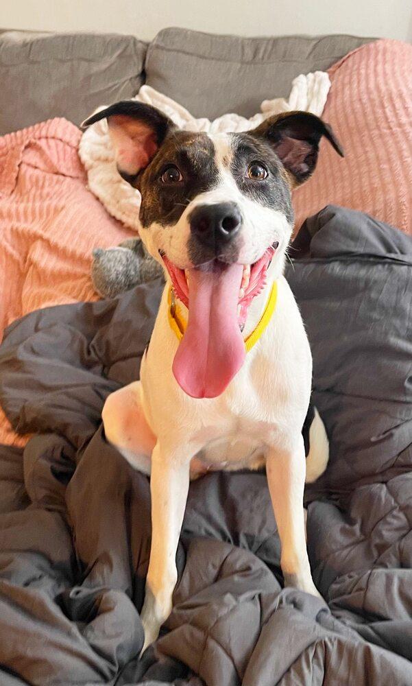 Daisie Duke, a Adoptable Mixed Breed in Milton, DE image 2/4