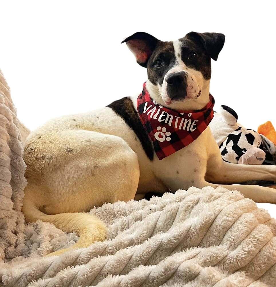 Daisie Duke, a Adoptable mixed breed in Milton, DE image 3/6