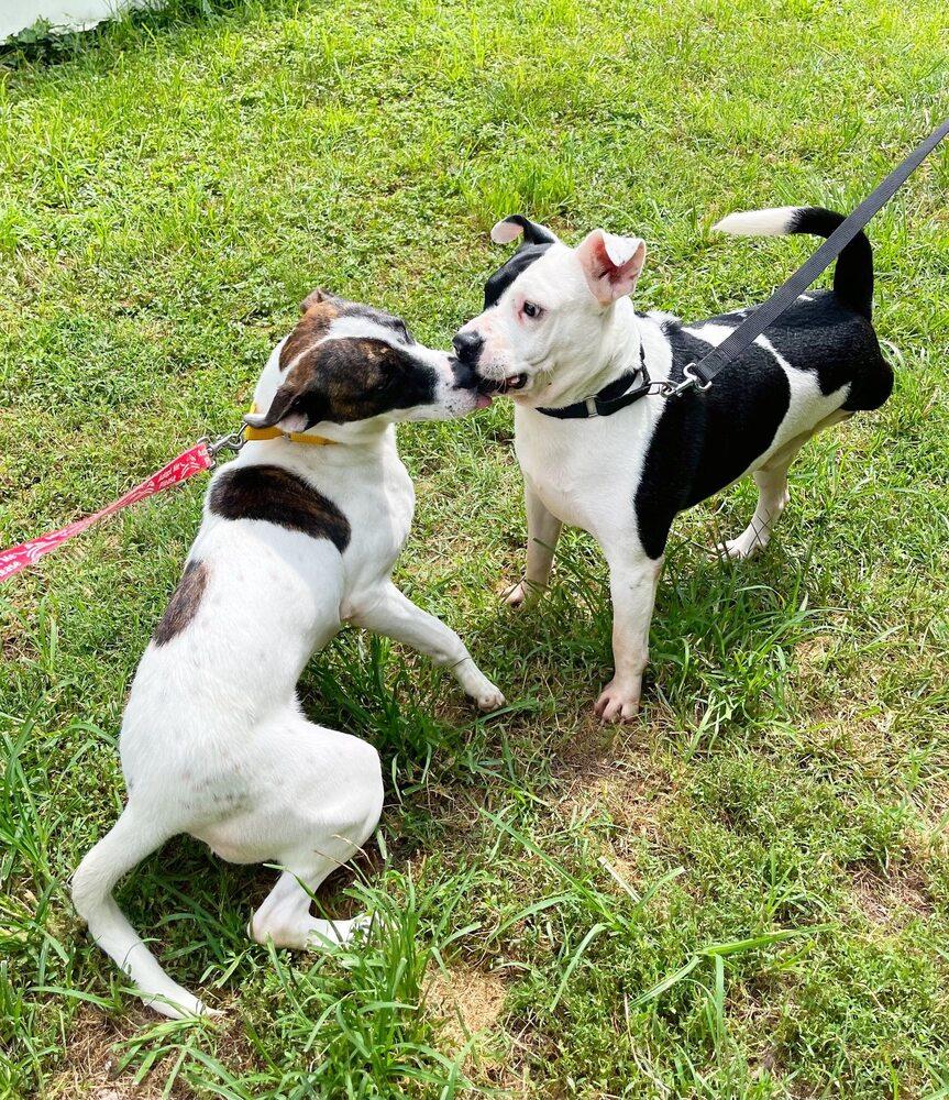 Daisie Duke, a Adoptable Mixed Breed in Milton, DE image 3/4