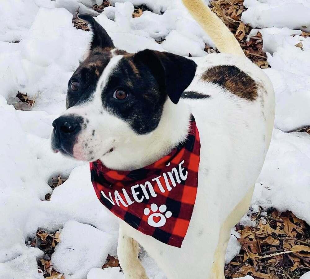 Daisie Duke, a Adoptable mixed breed in Milton, DE image 5/6