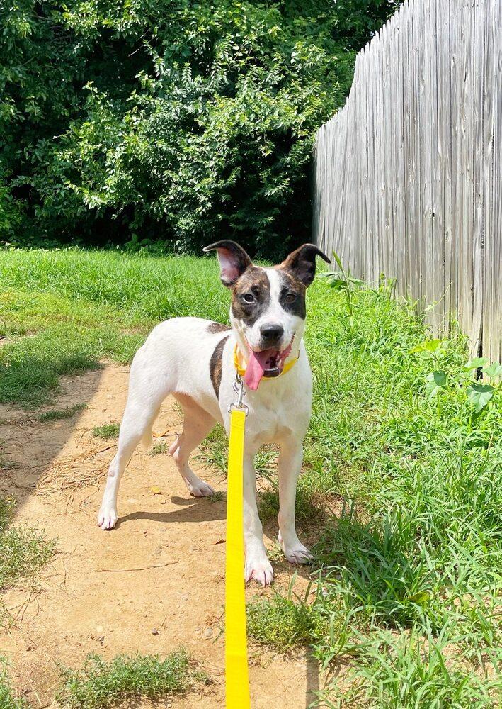 Daisie Duke, a Adoptable Mixed Breed in Milton, DE image 4/4