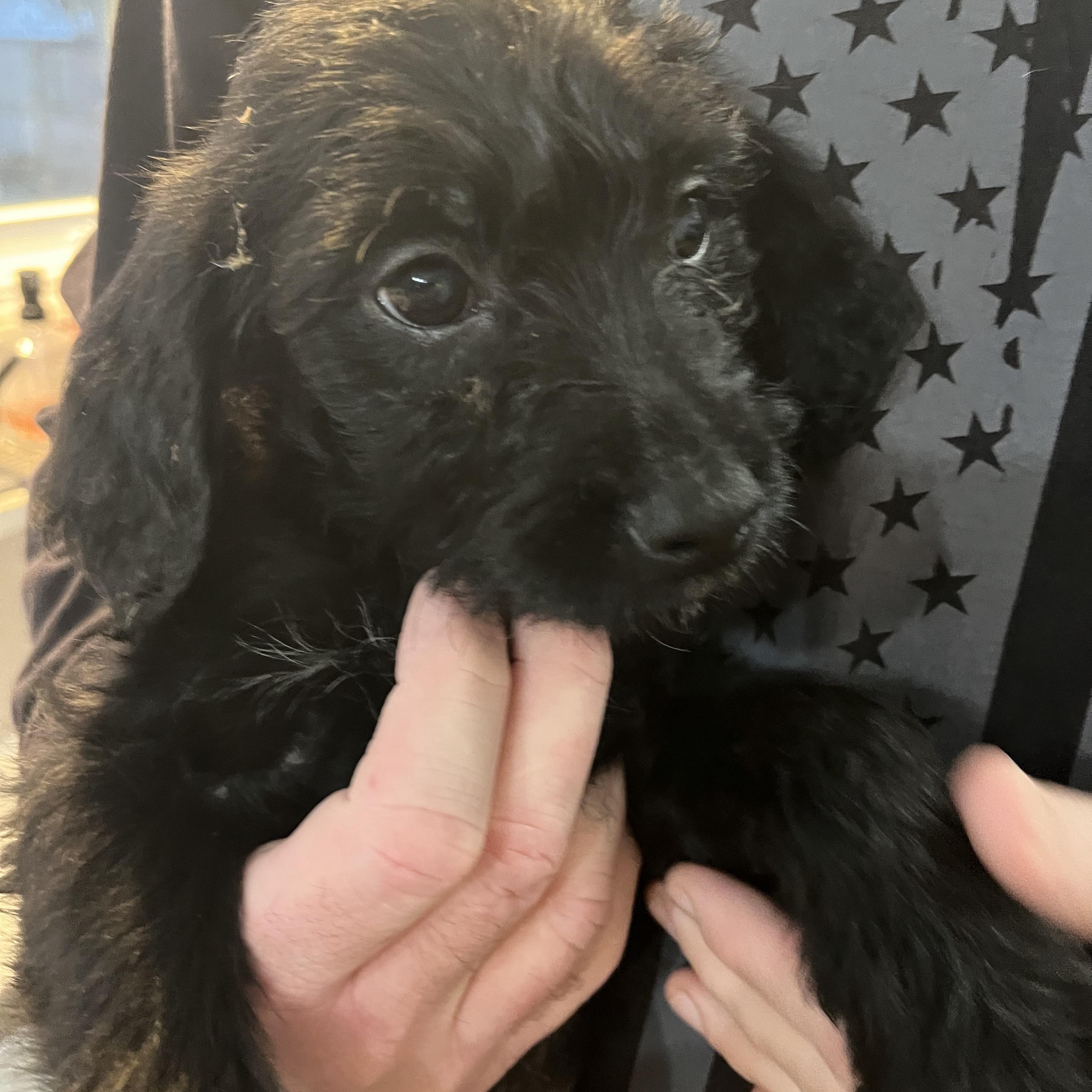 Enlarge Madrid, a ADOPTABLE mixed breed in Byron, IL image 3/4