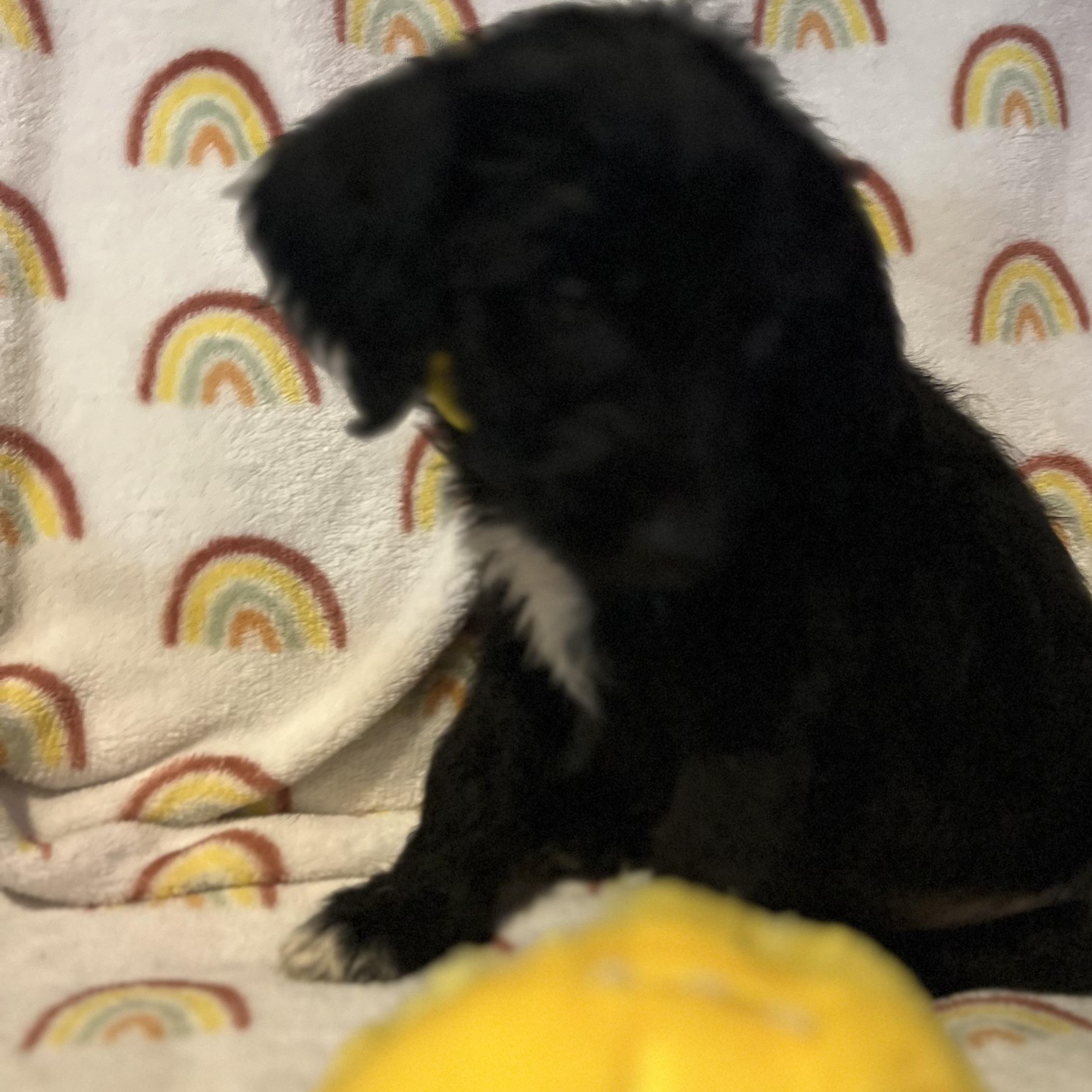 Enlarge Madrid, a ADOPTABLE mixed breed in Byron, IL image 1/4