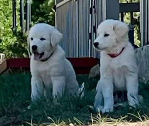 Simon, Adoptable, Young Male Great Pyrenees & Akbash.