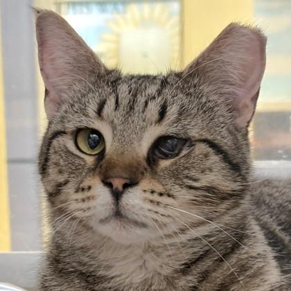 Lucy, Adoptable, Adult Female Domestic Short Hair.