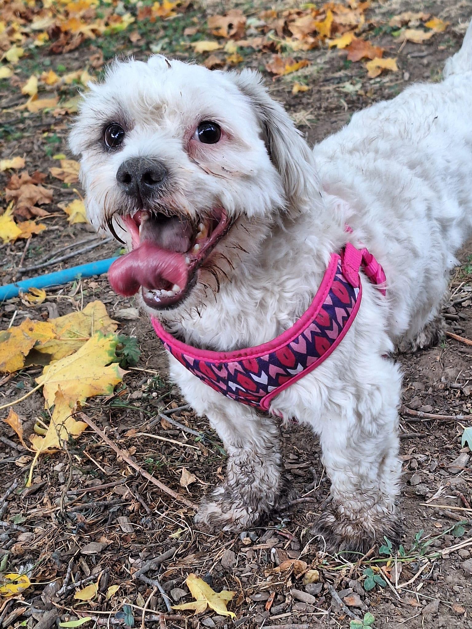 Enlarge Monte Scarlatto, a Adoptable Havanese in West Richland, WA image 2/4