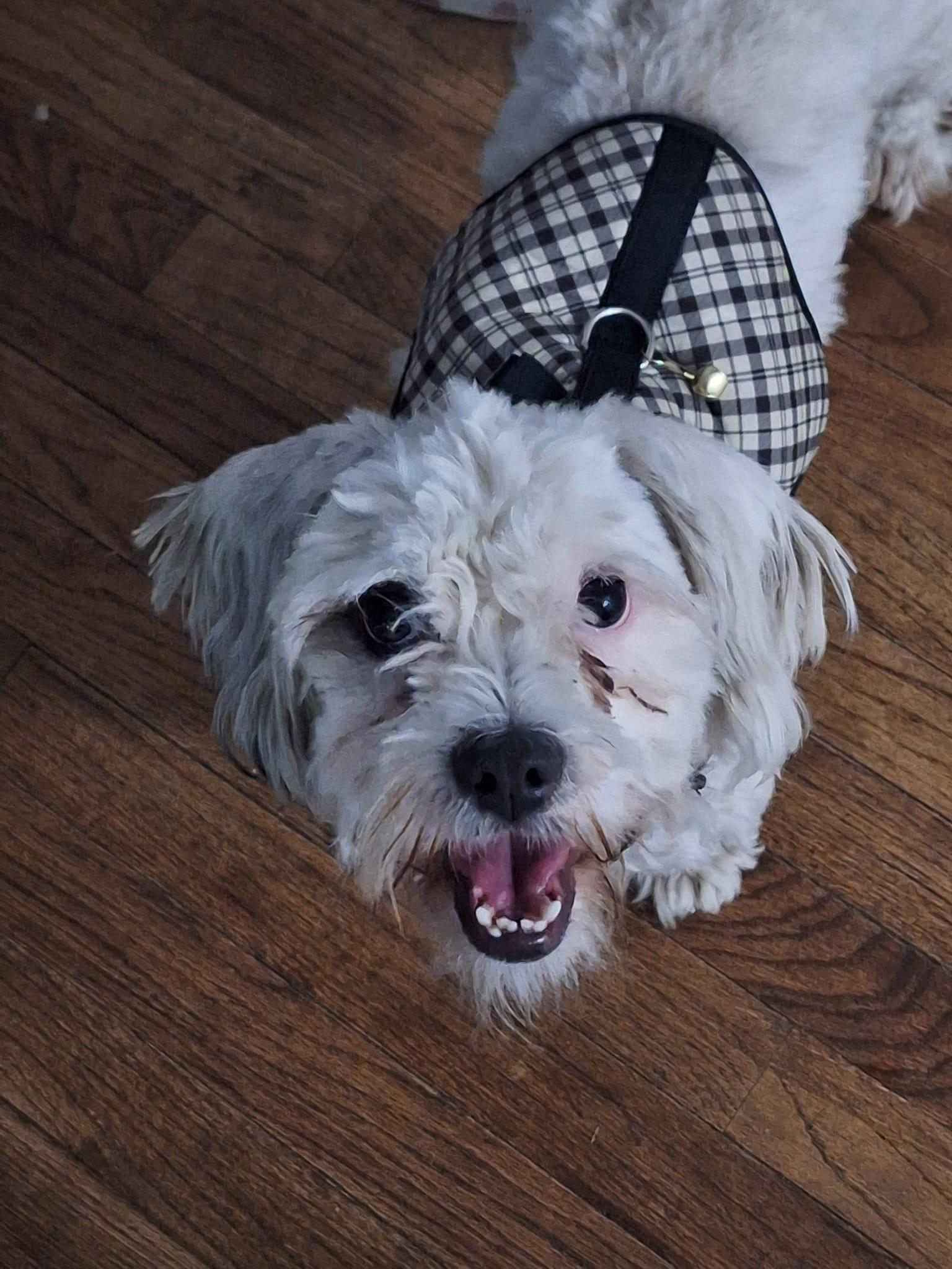 Enlarge Monte Scarlatto, a Adoptable Havanese in West Richland, WA image 3/4