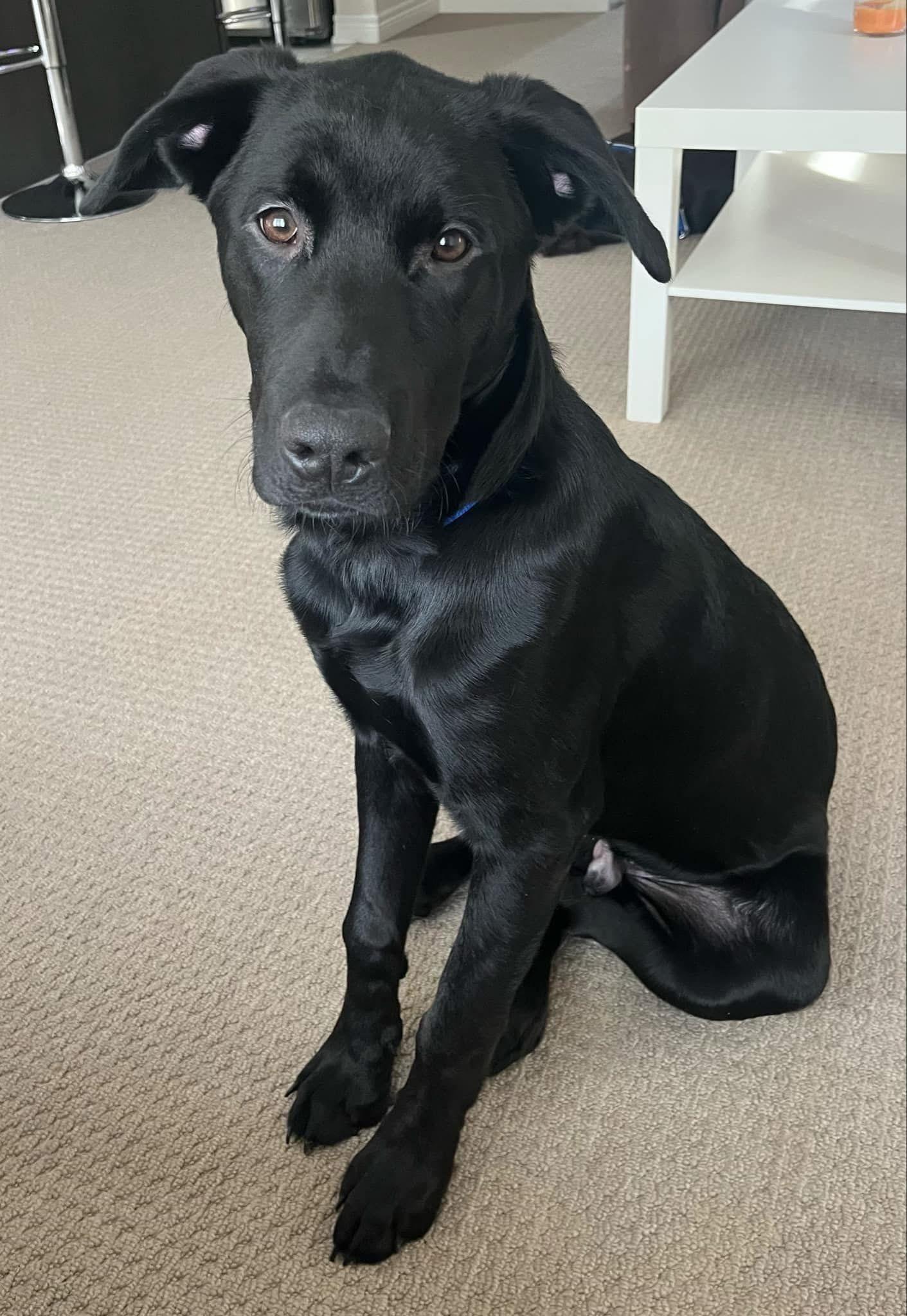 Bear, a ADOPTABLE Labrador Retriever in Oakville, ON image 2/5