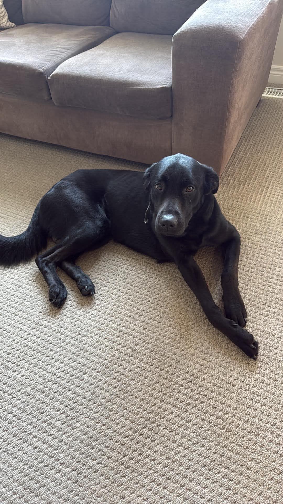 Bear, a ADOPTABLE Labrador Retriever in Oakville, ON image 3/5