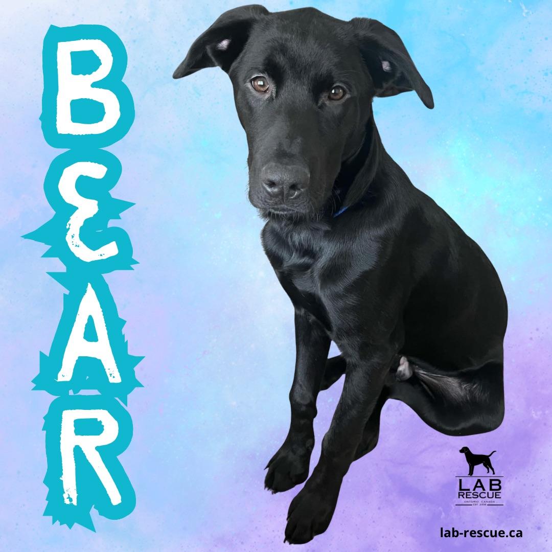 Bear, ADOPTABLE, Young Male Labrador Retriever.