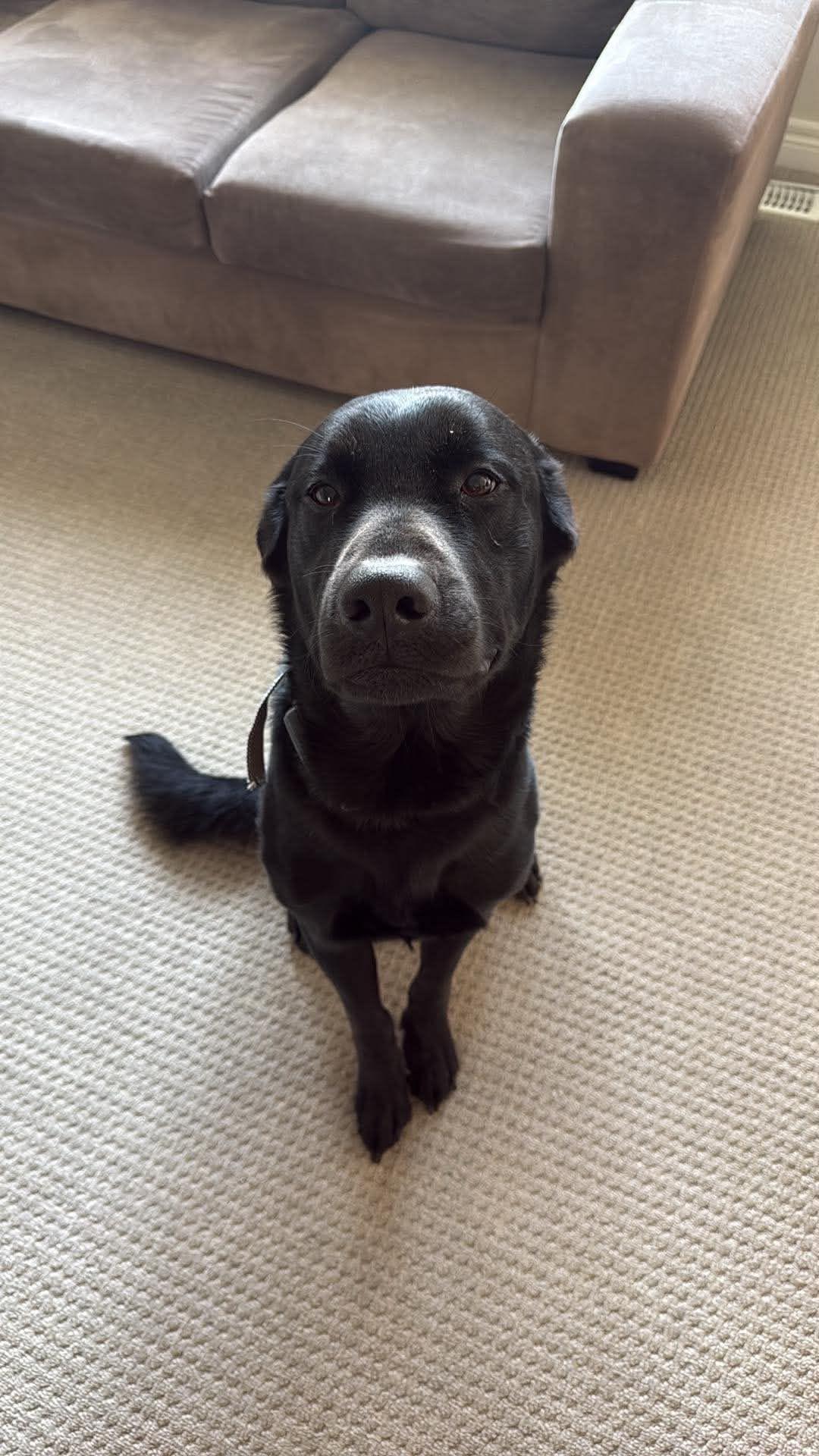 Bear, a ADOPTABLE Labrador Retriever in Oakville, ON image 5/5
