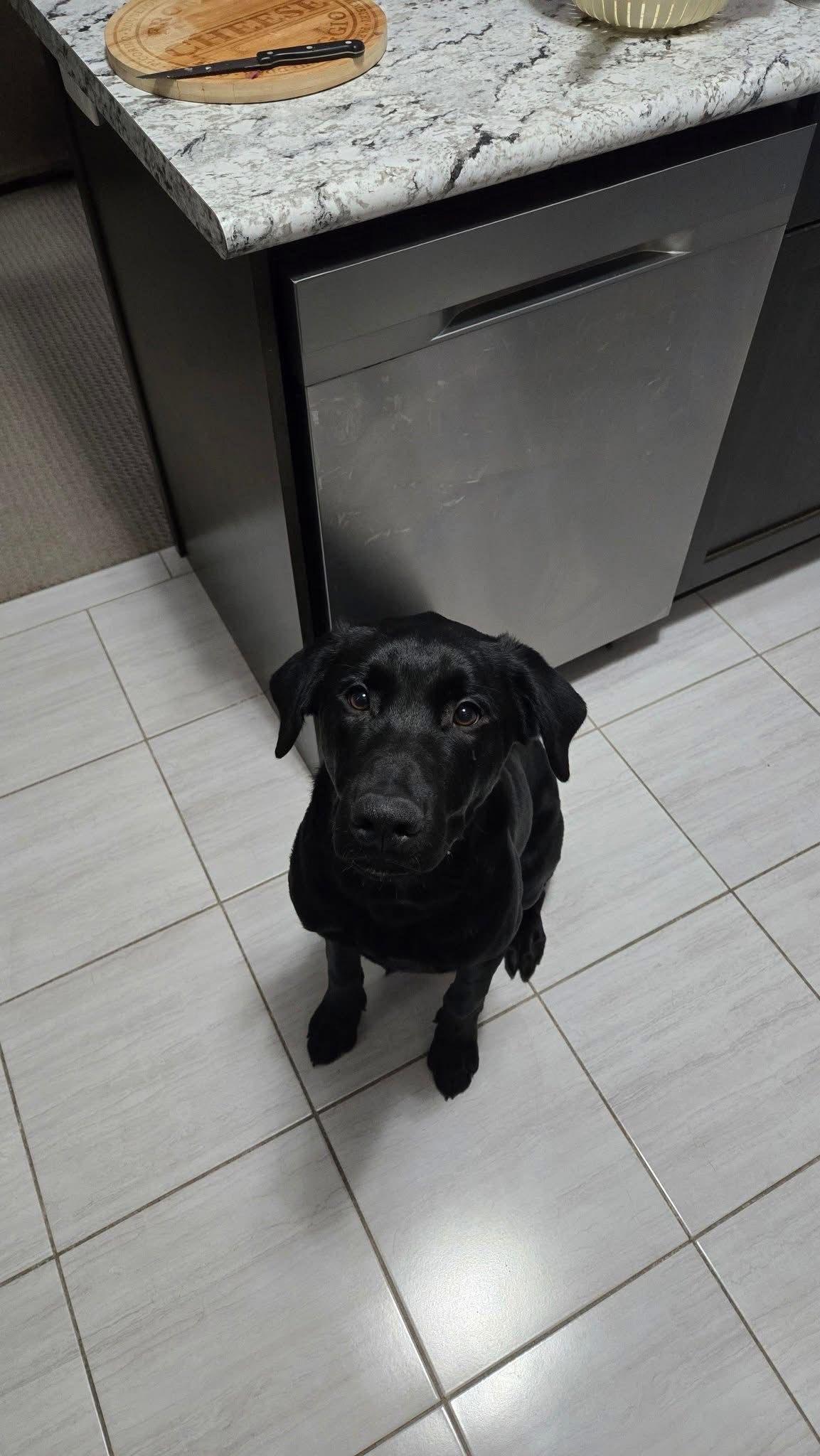 Bear, a ADOPTABLE Labrador Retriever in Oakville, ON image 4/5