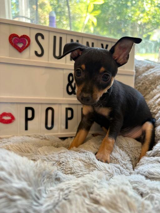 Sunny, Adoptable, Puppy Female Chihuahua.