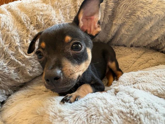 Enlarge Sunny, a Adoptable mixed breed in Los Angeles, CA image 3/4