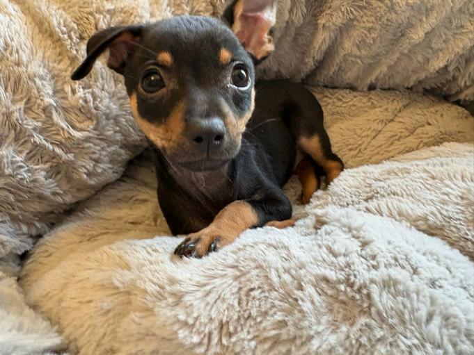 Enlarge Sunny, a Adoptable mixed breed in Los Angeles, CA image 2/4