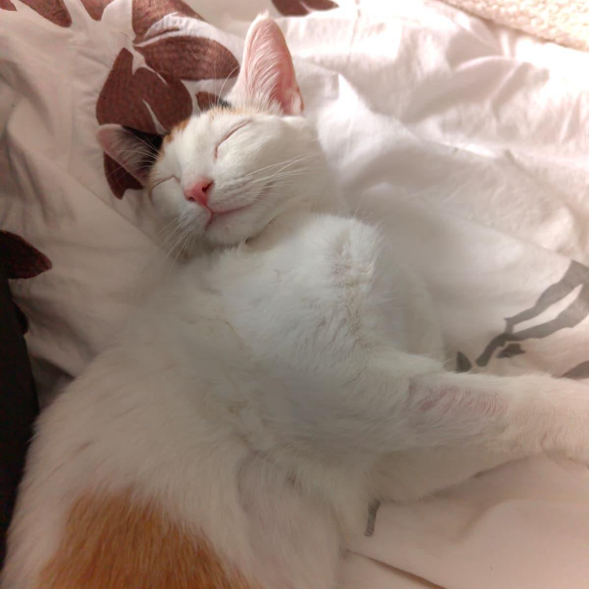 Enlarge Gardenia, a ADOPTABLE Domestic Short Hair in New York, NY image 5/6