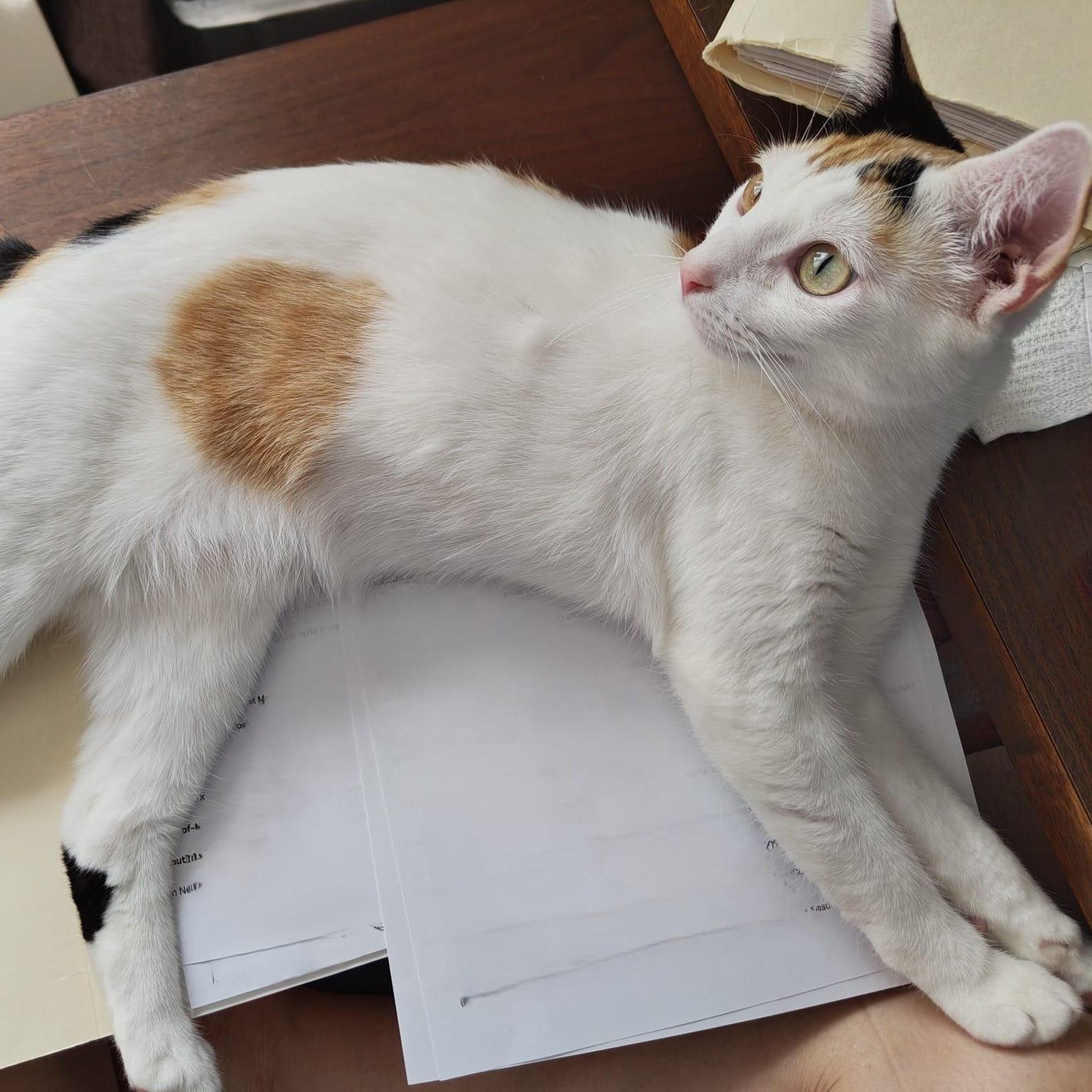 Enlarge Gardenia, a ADOPTABLE Domestic Short Hair in New York, NY image 6/6