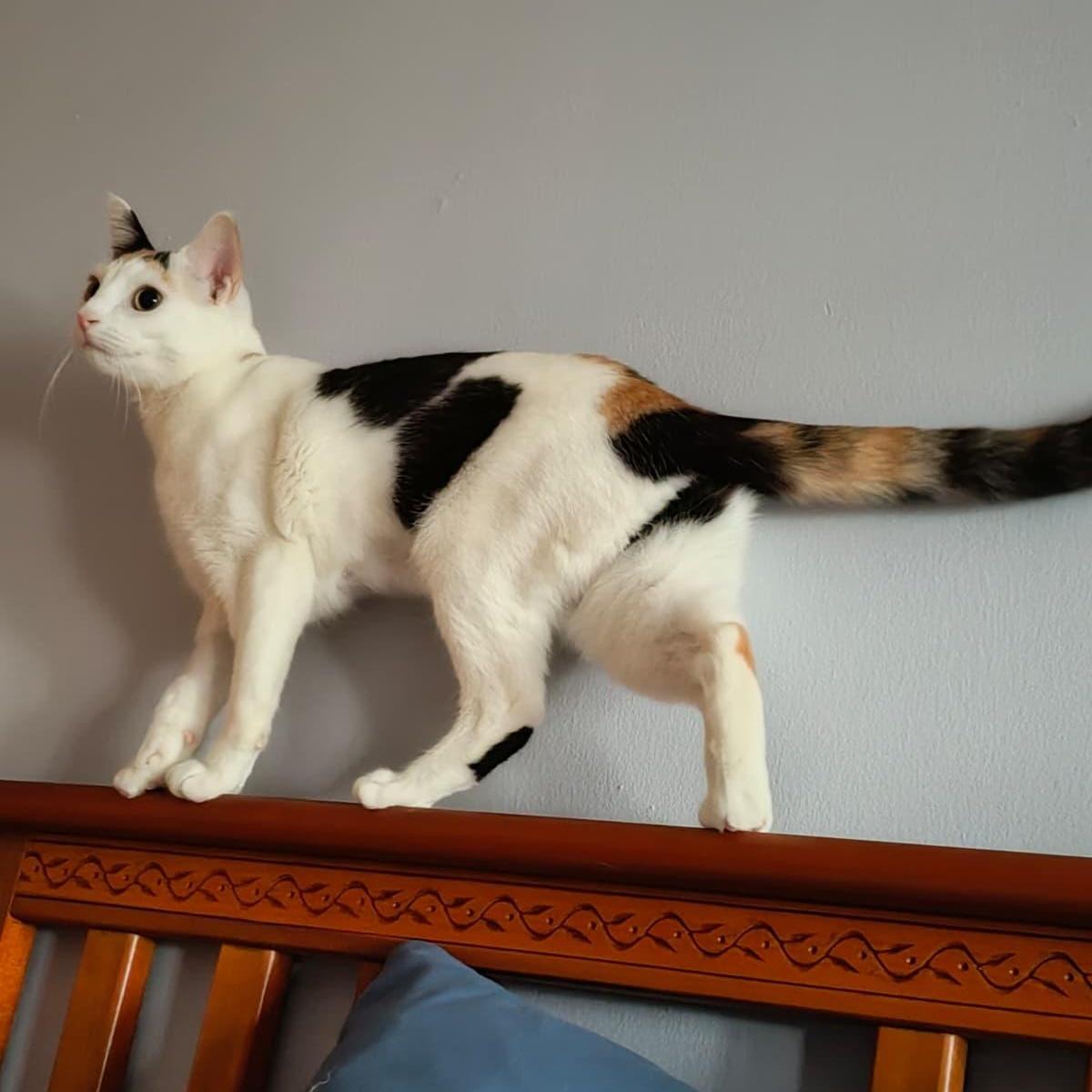 Enlarge Gardenia, a ADOPTABLE Domestic Short Hair in New York, NY image 4/6