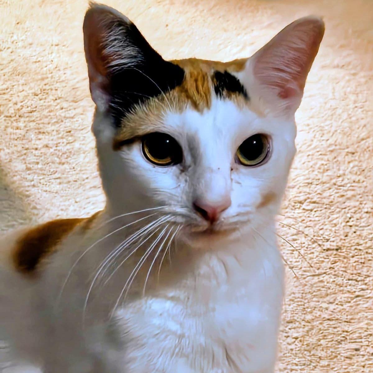 Enlarge Gardenia, a ADOPTABLE Domestic Short Hair in New York, NY image 3/6