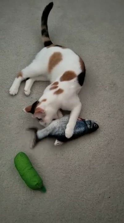 Enlarge Gardenia, a ADOPTABLE Domestic Short Hair in New York, NY video 2/6