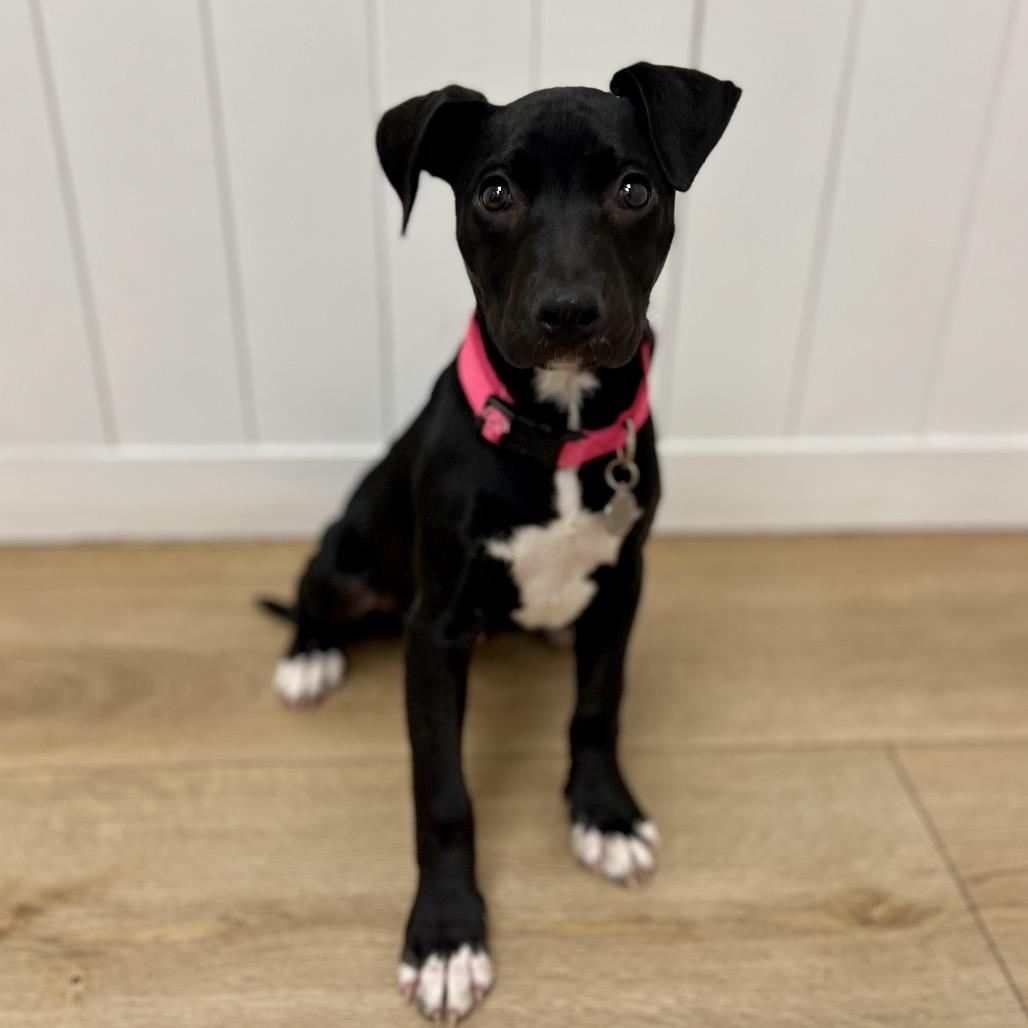 Enlarge Mia, a Adoptable mixed breed in Chesapeake, VA image 1/6