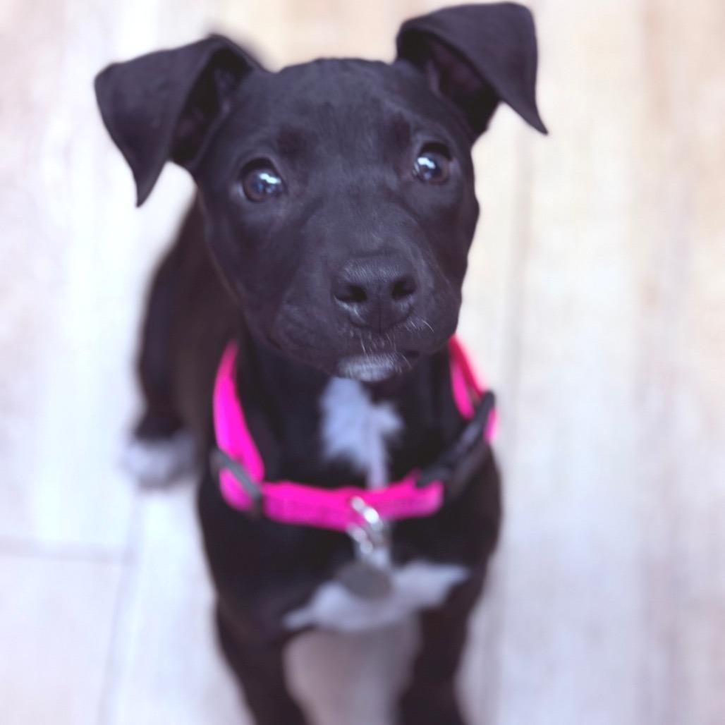 Enlarge Mia, a Adoptable mixed breed in Chesapeake, VA image 2/6