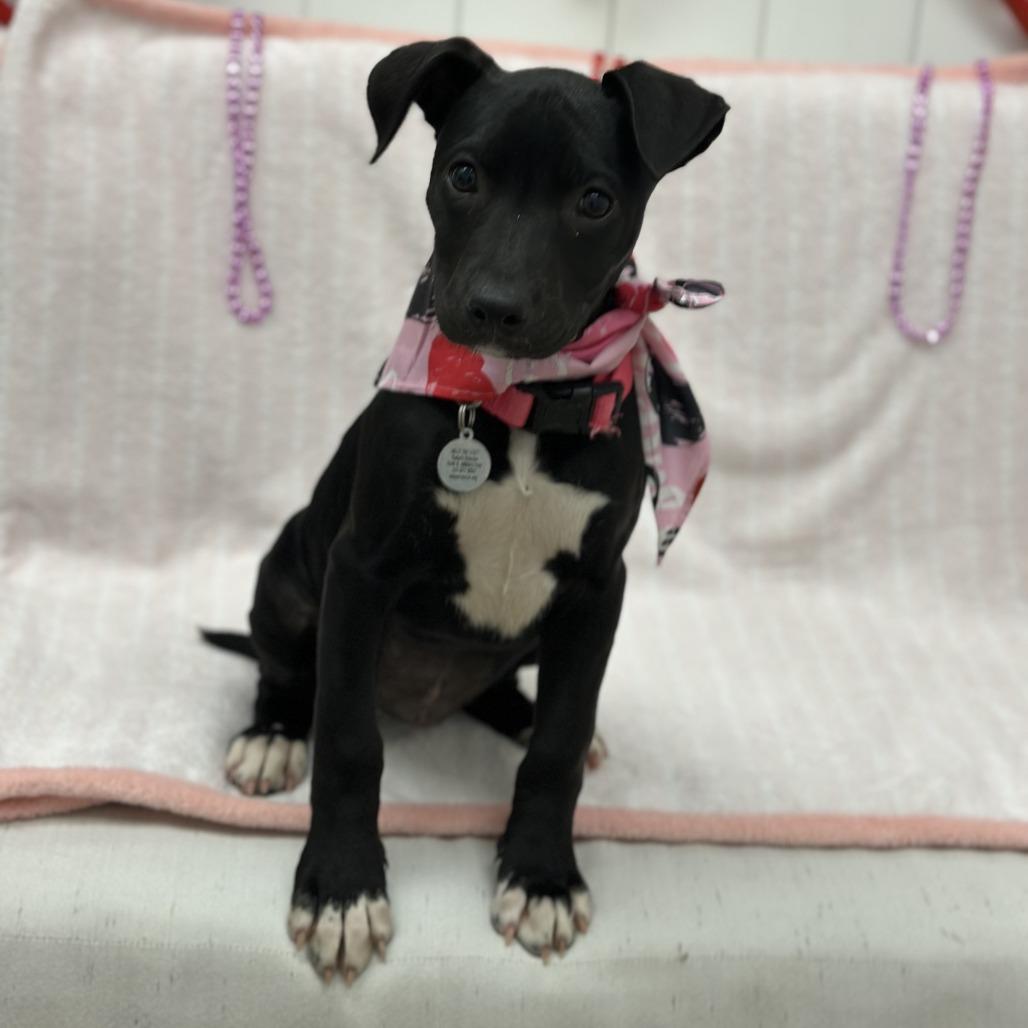 Enlarge Mia, a Adoptable mixed breed in Chesapeake, VA image 3/6