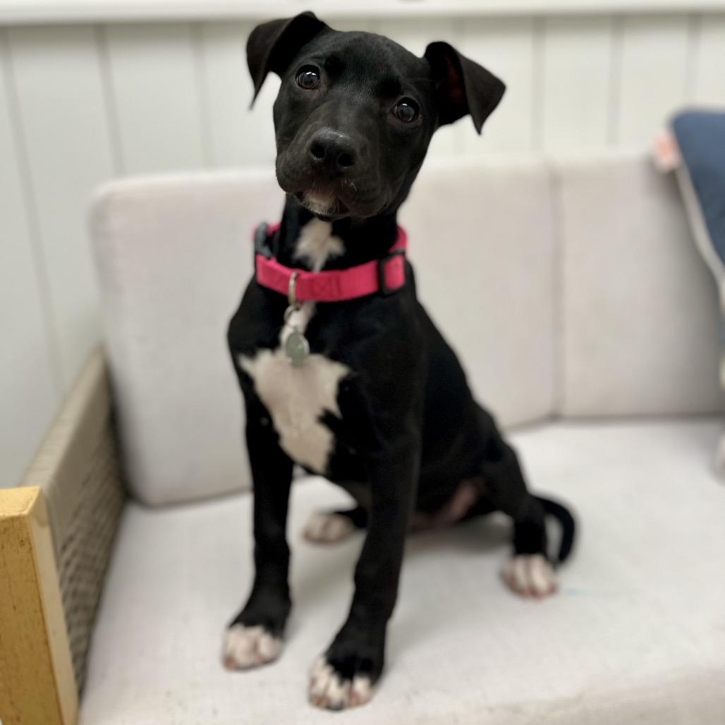 Enlarge Mia, a Adoptable mixed breed in Chesapeake, VA image 4/6