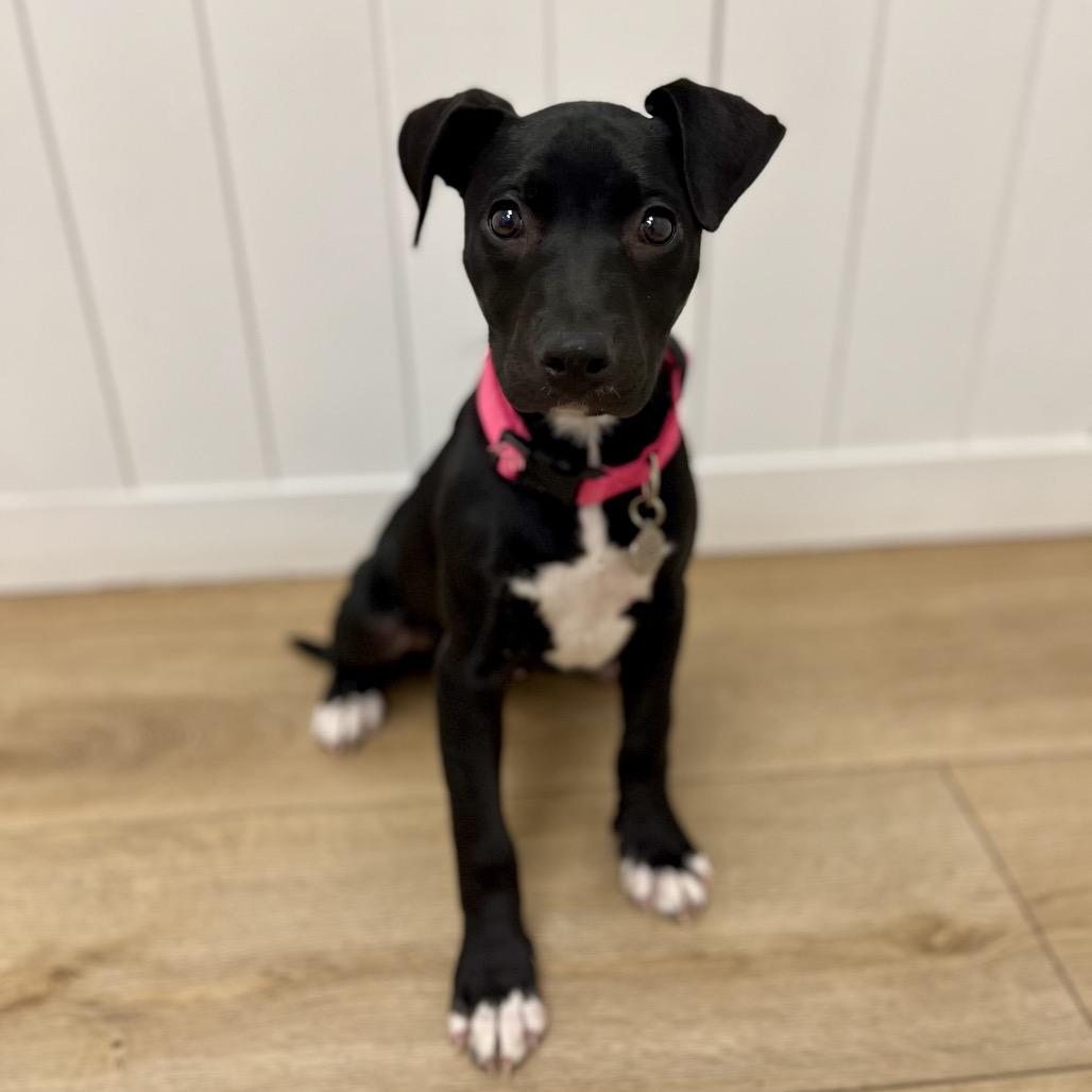 Enlarge Mia, a Adoptable mixed breed in Chesapeake, VA image 5/6