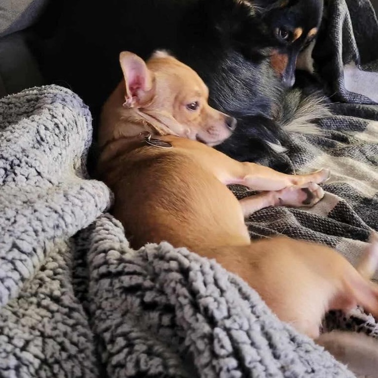 Milo, a ADOPTABLE Chihuahua in St Thomas, ON image 3/3