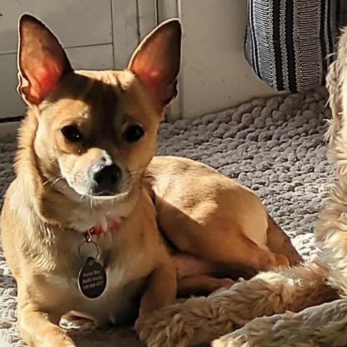 Milo, a ADOPTABLE Chihuahua in St Thomas, ON image 2/3