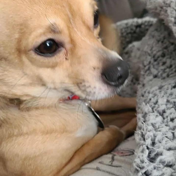 Milo, a ADOPTABLE Chihuahua in St Thomas, ON image 1/3