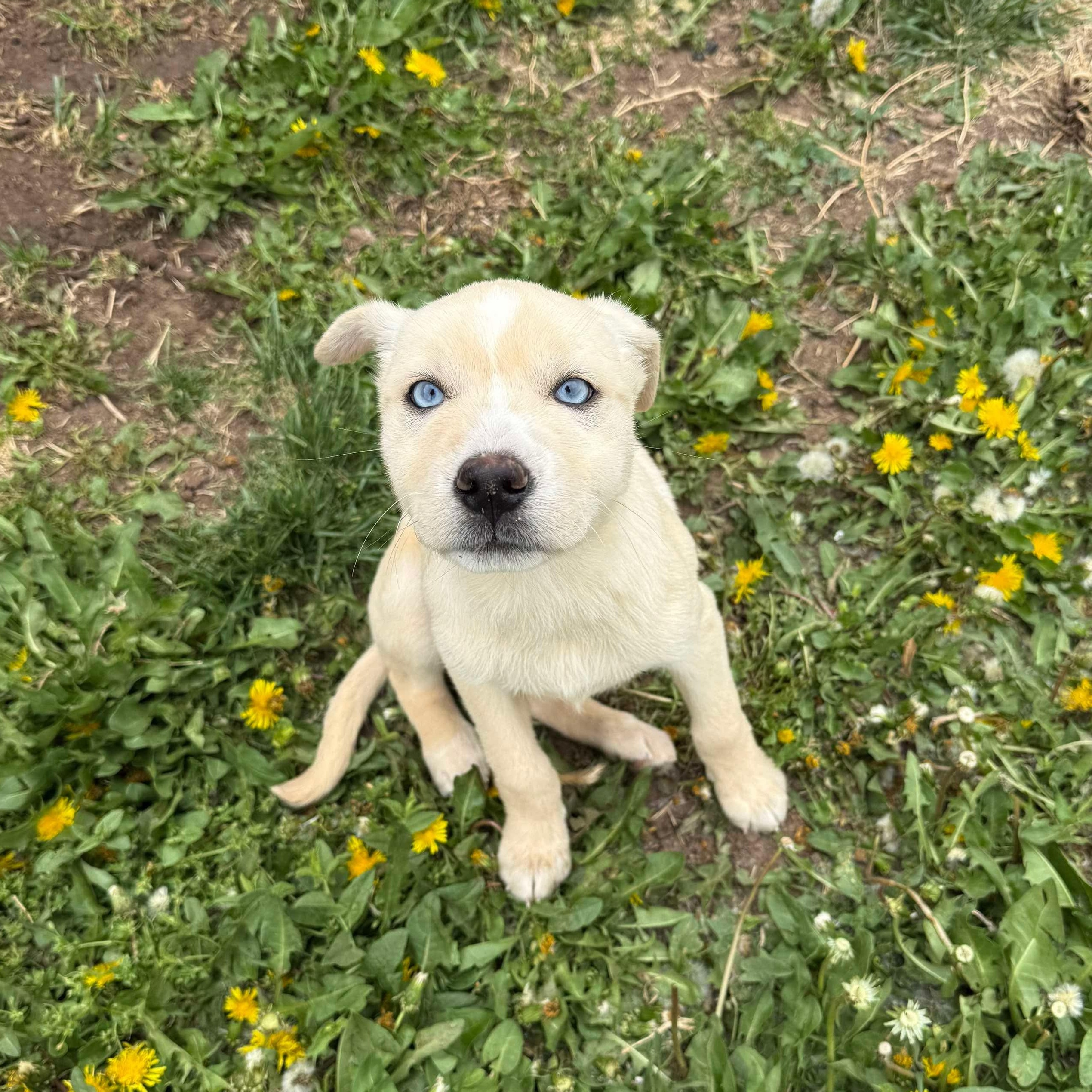 Uno, an adoptable Catahoula Leopard Dog, Shar-Pei in Clovis, NM, 88101 | Photo Image 4