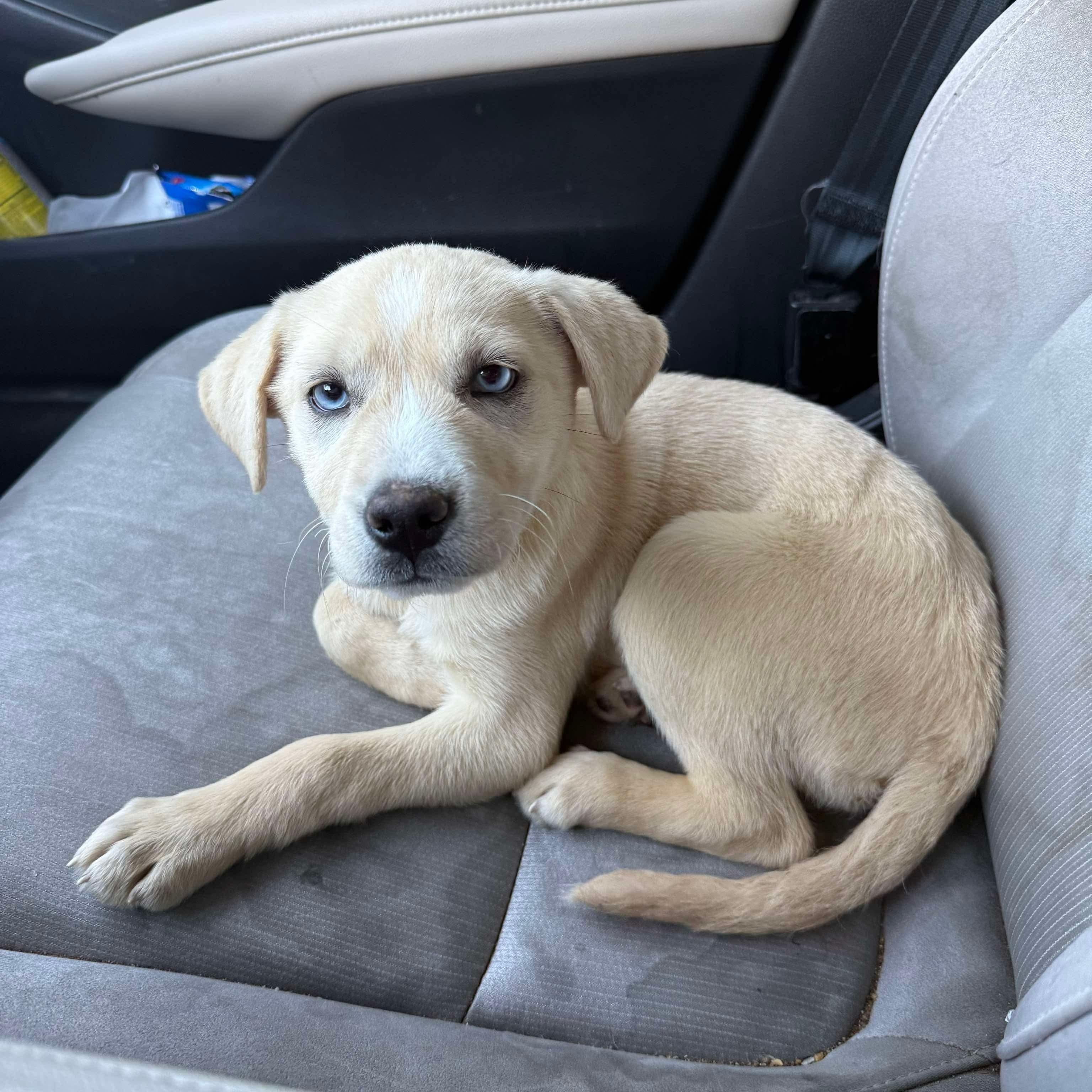 Uno, an adoptable Catahoula Leopard Dog, Shar-Pei in Clovis, NM, 88101 | Photo Image 1