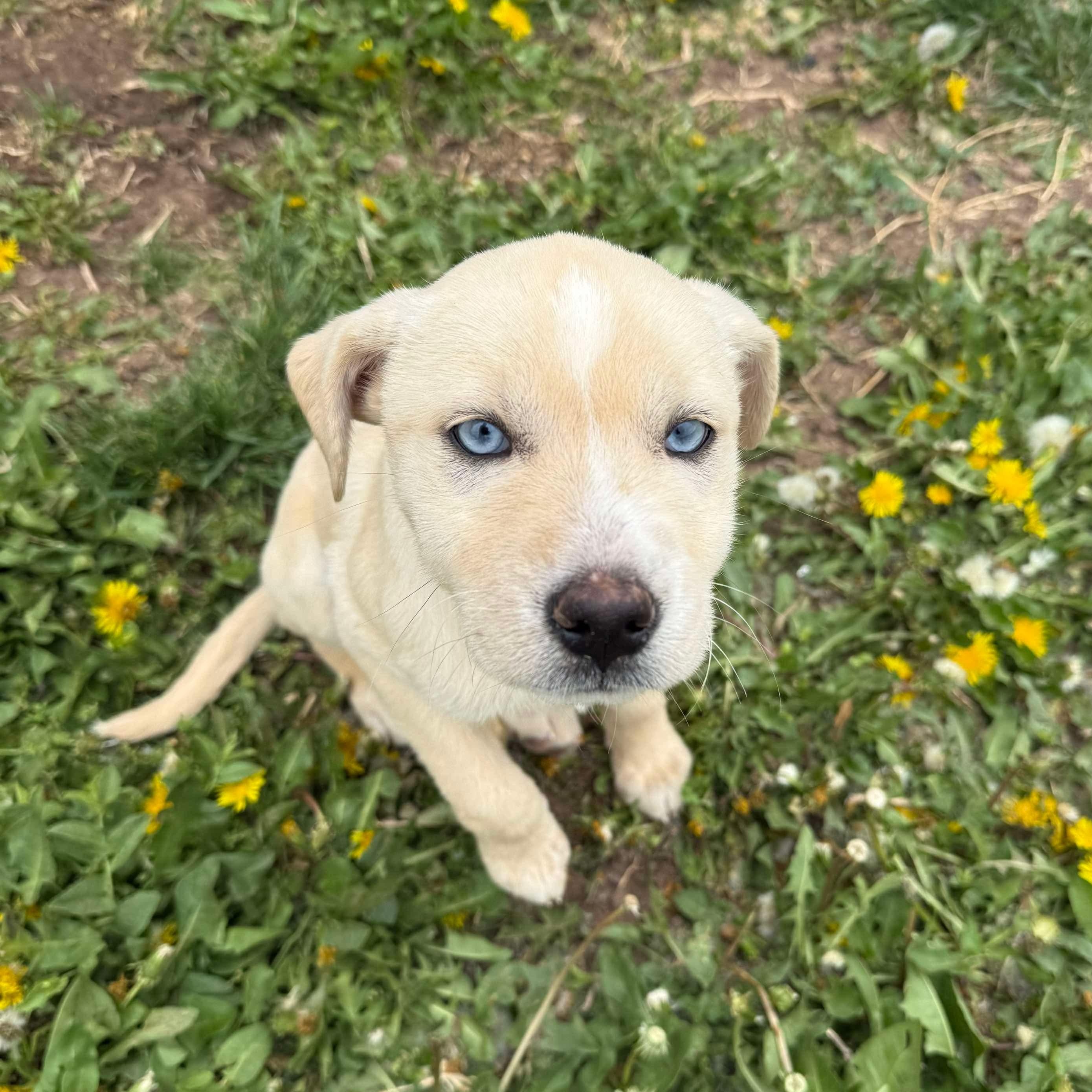 Uno, an adoptable Catahoula Leopard Dog, Shar-Pei in Clovis, NM, 88101 | Photo Image 2