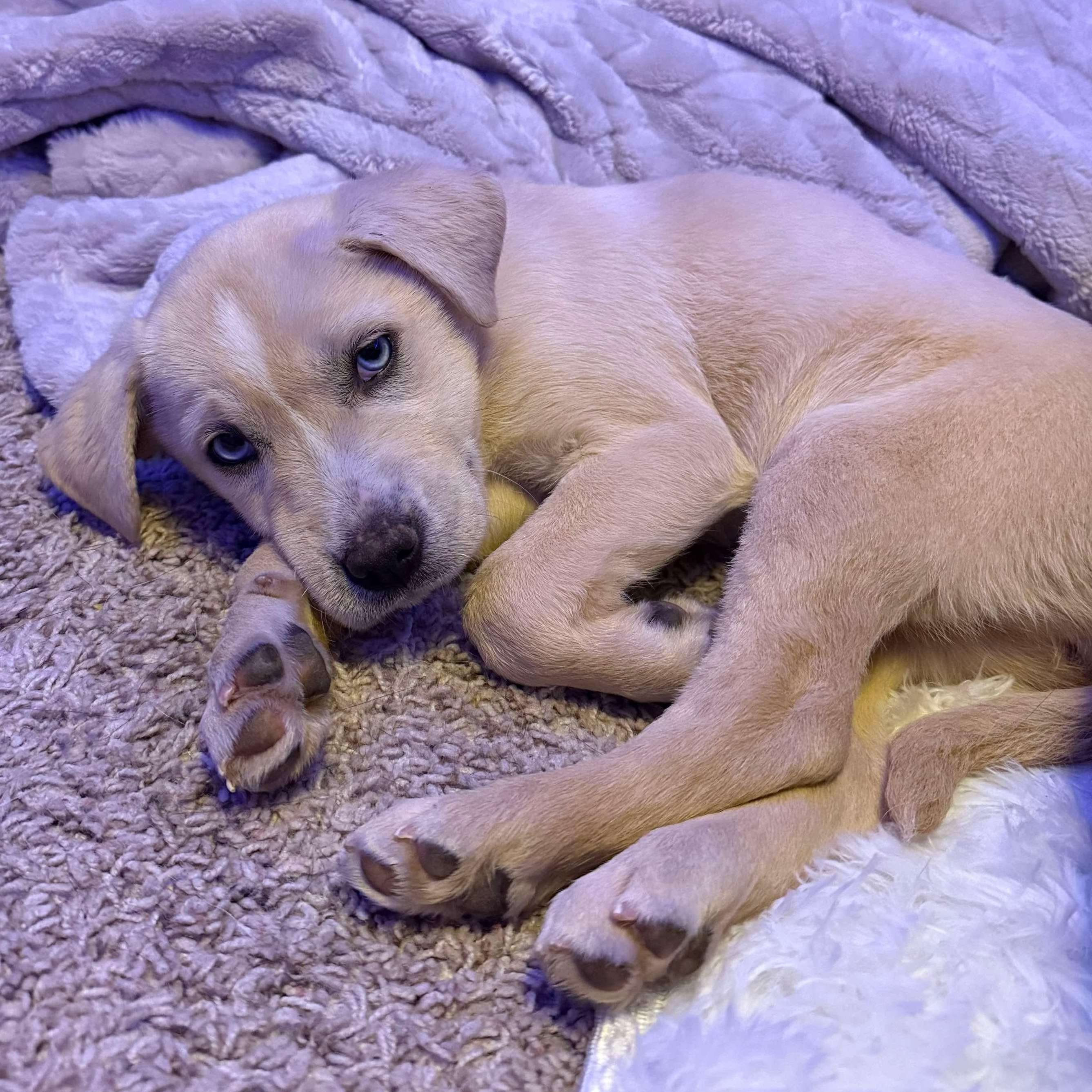 Uno, an adoptable Catahoula Leopard Dog, Shar-Pei in Clovis, NM, 88101 | Photo Image 6