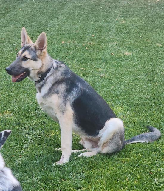 Alvin, an adoptable German Shepherd Dog in Riverton, WY, 82501 | Photo Image 3
