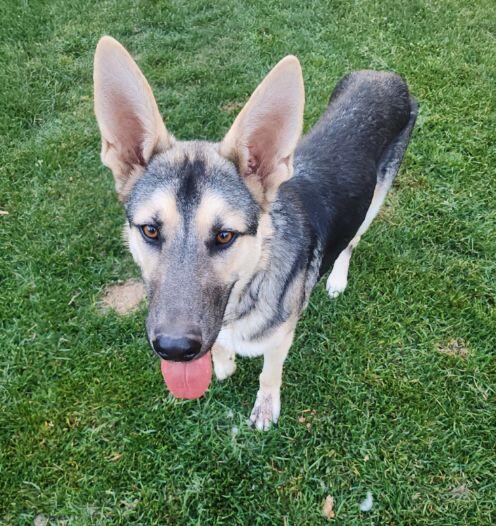Alvin, an adoptable German Shepherd Dog in Riverton, WY, 82501 | Photo Image 1