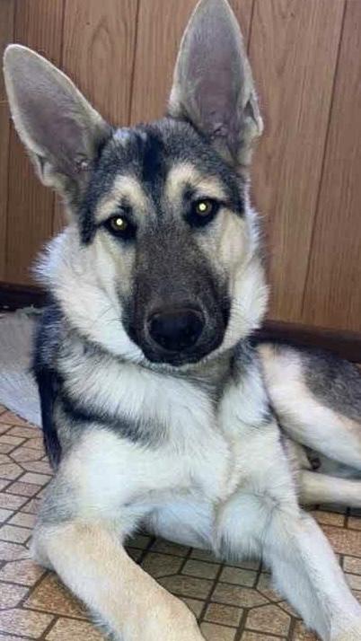 Alvin, an adoptable German Shepherd Dog in Riverton, WY, 82501 | Photo Image 2