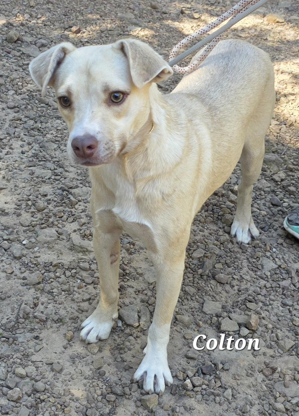 Colton, a Adoptable mixed breed in Warren, RI image 1/6
