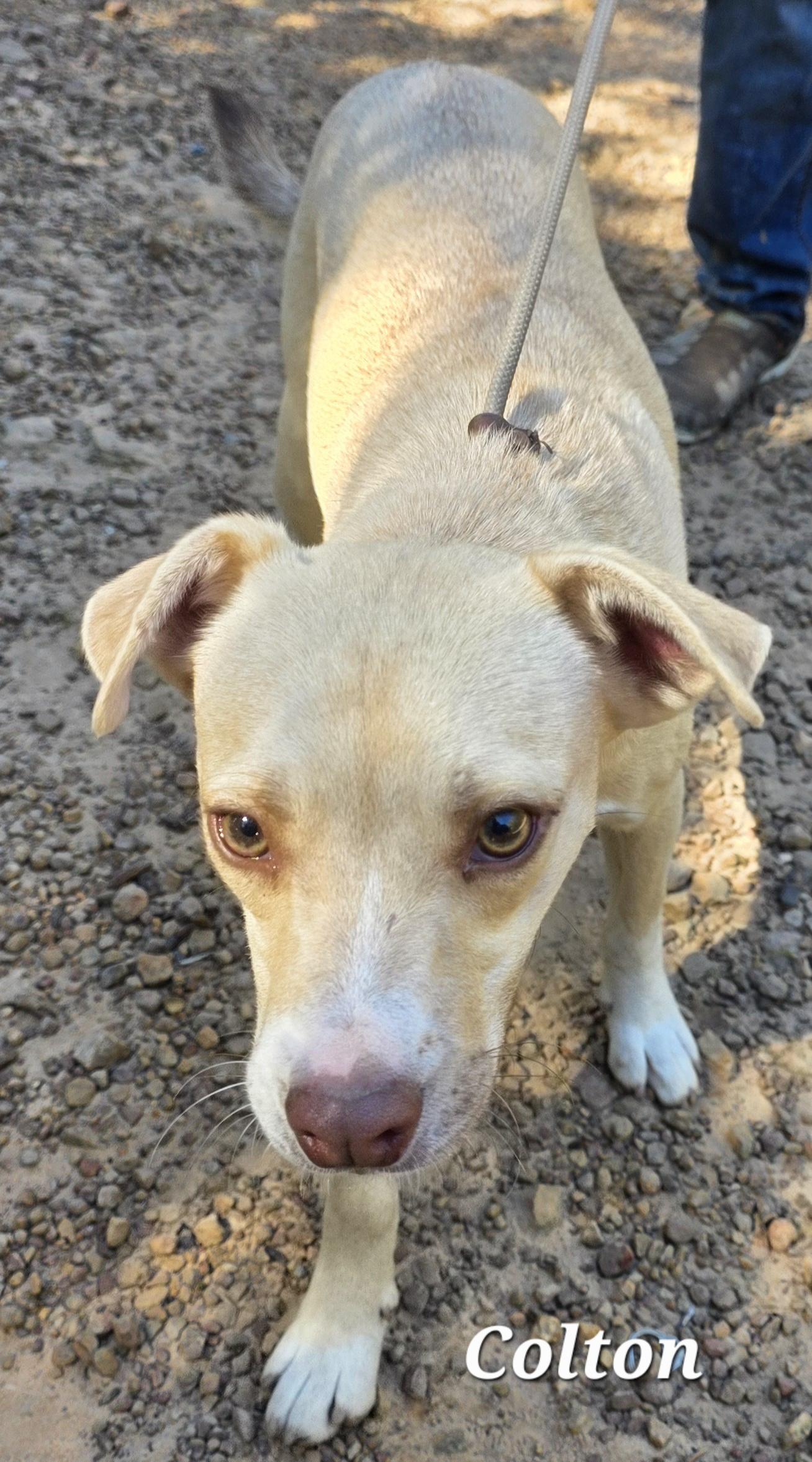 Colton, a Adoptable mixed breed in Warren, RI image 2/6