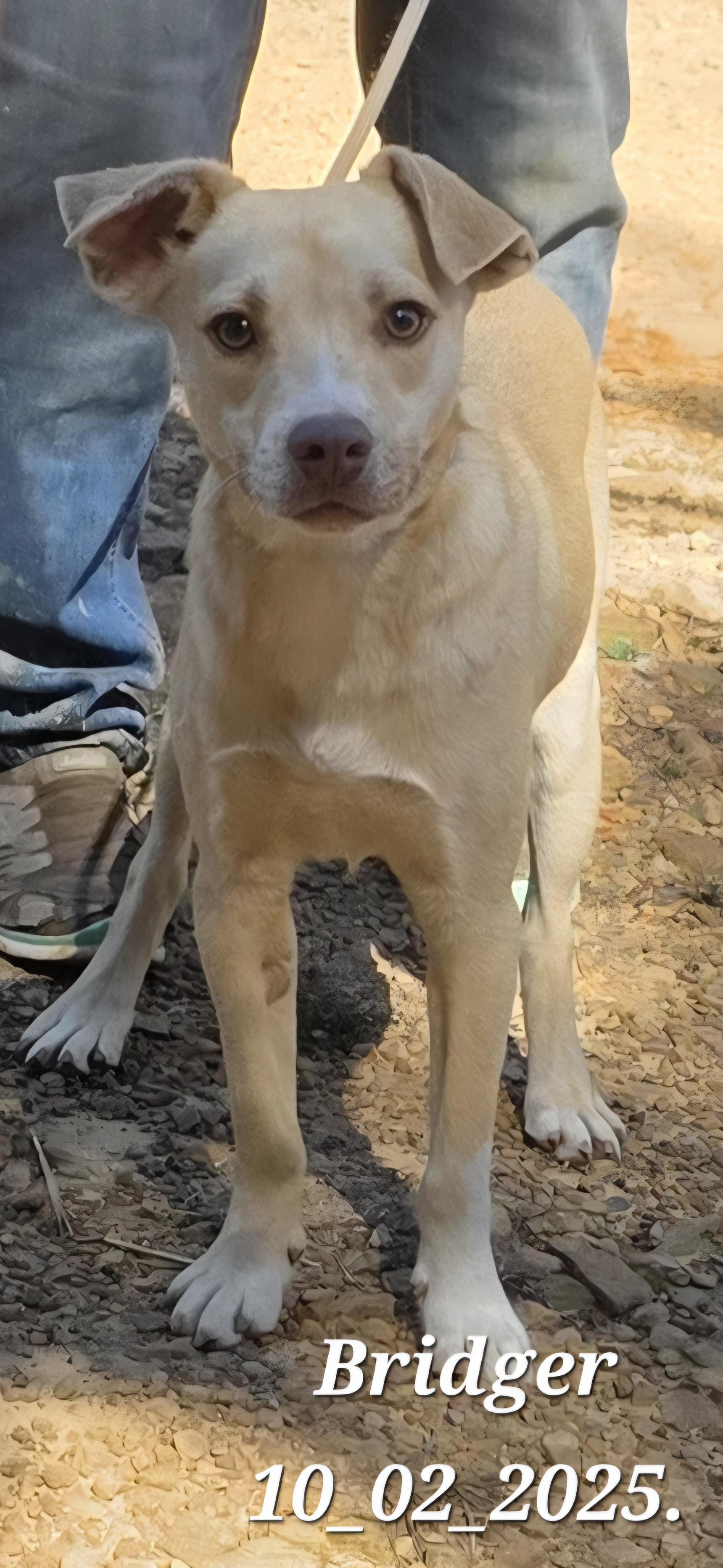 Colton, a Adoptable mixed breed in Warren, RI image 3/6