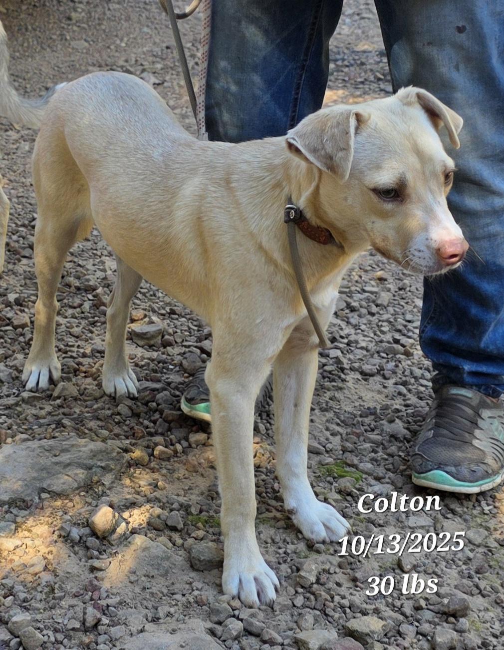 Colton, a Adoptable mixed breed in Warren, RI image 4/6