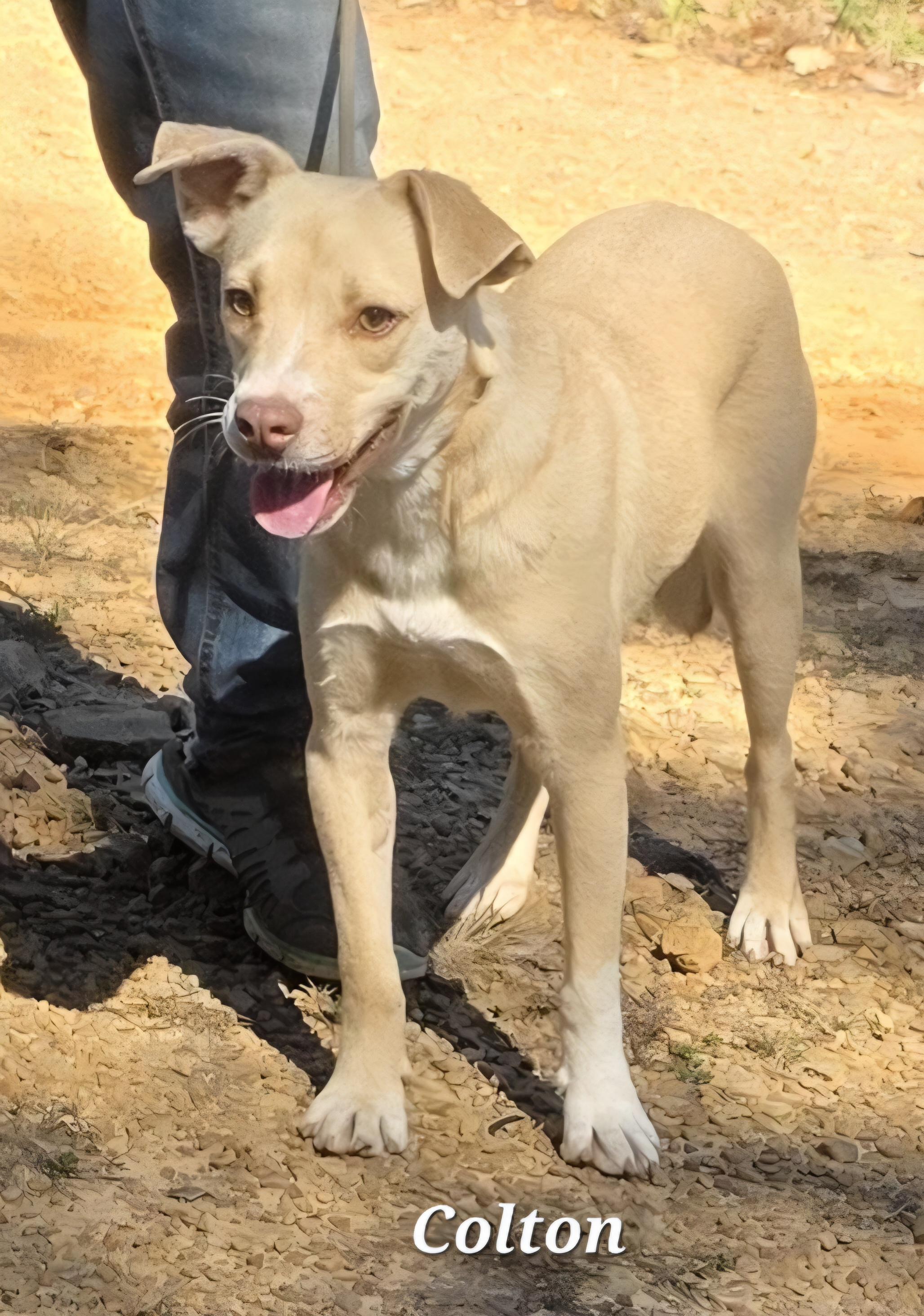 Colton, a Adoptable mixed breed in Warren, RI image 5/6